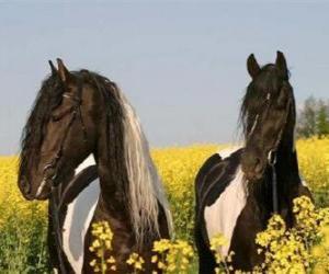 пазл Две лошади среди цветов